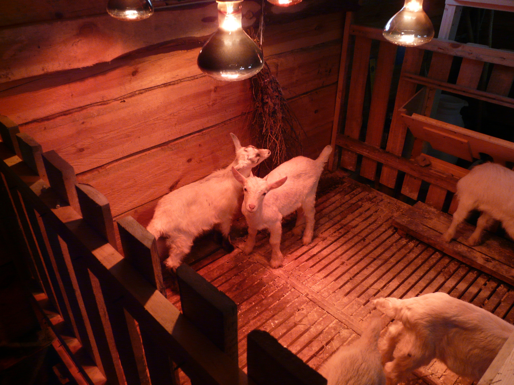 Электроотопление помещений для животных